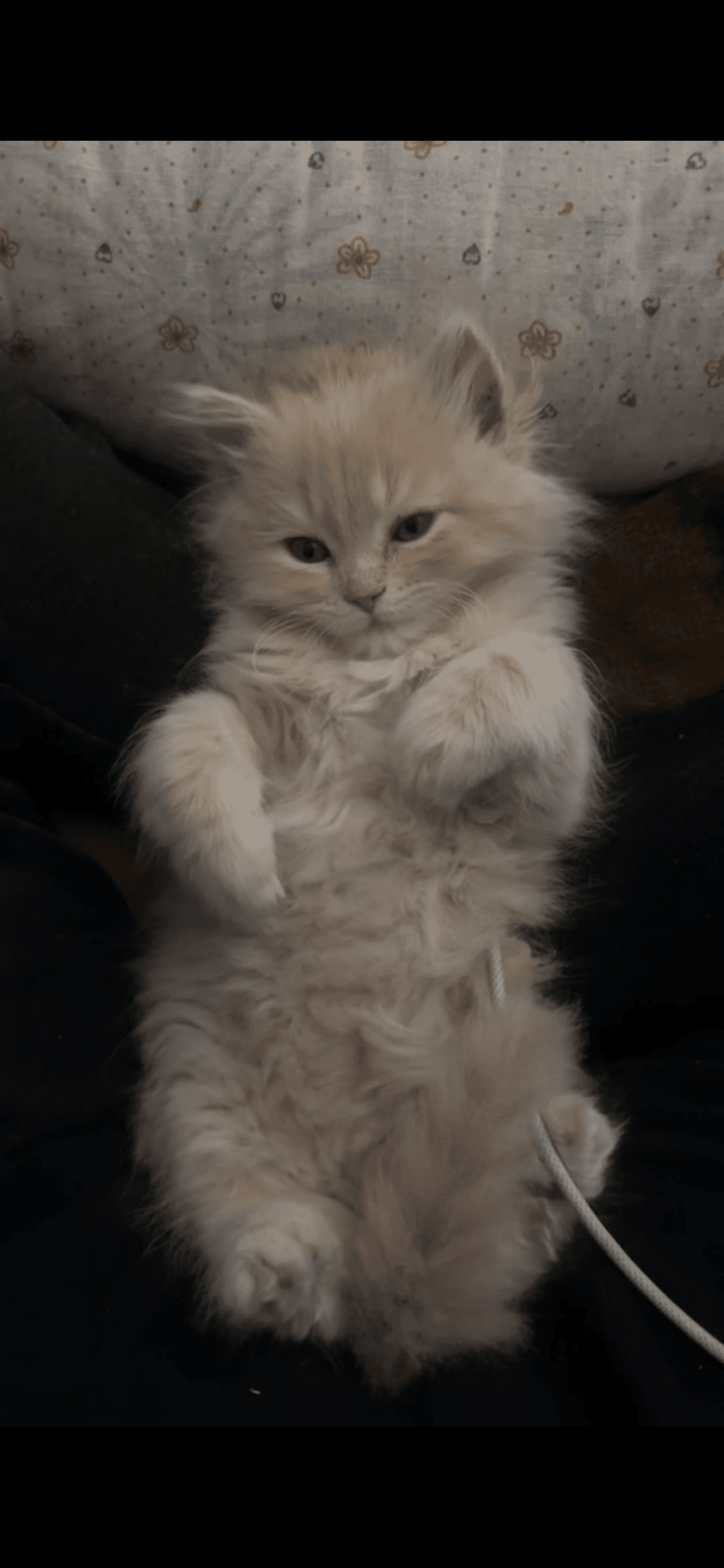 Timmu the new kitten